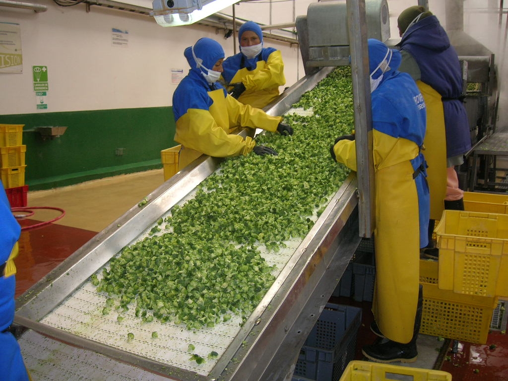 果蔬休闲食品输送机 糕点类输送机 水产类输送机 水果类输送机 分拣机输送机